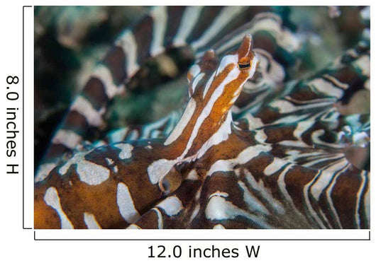 Wonderpus Octopus Found Lembeh Wall Decal Design 1