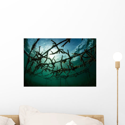 Fast-growing Corals Being Grown Wall Decal Design 3