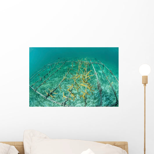 Fast-growing Corals Being Grown Wall Decal Design 2