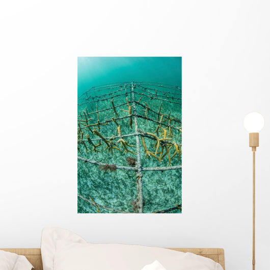 Fast-growing Corals Being Grown Wall Decal Design 1