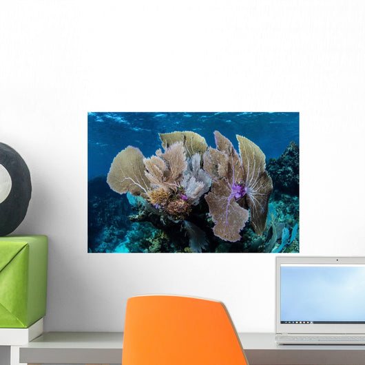 Colorful Set Gorgonians Diverse Wall Decal Design 23