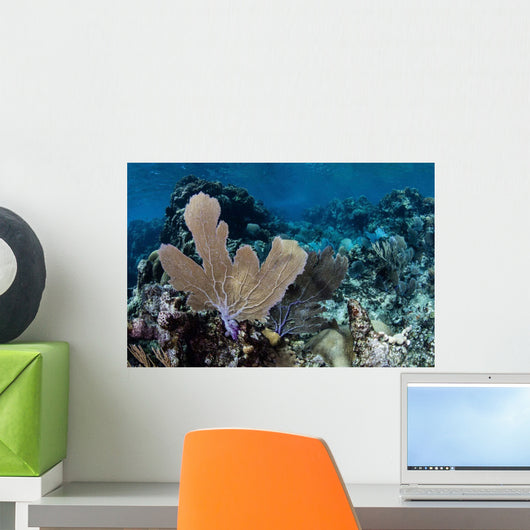 Colorful Set Gorgonians Diverse Wall Decal Design 22