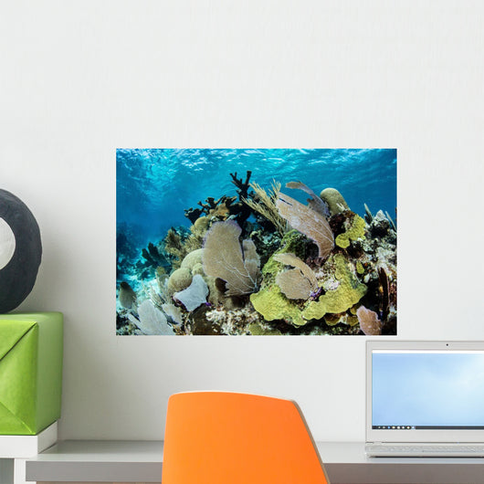 Colorful Set Gorgonians Diverse Wall Decal Design 21