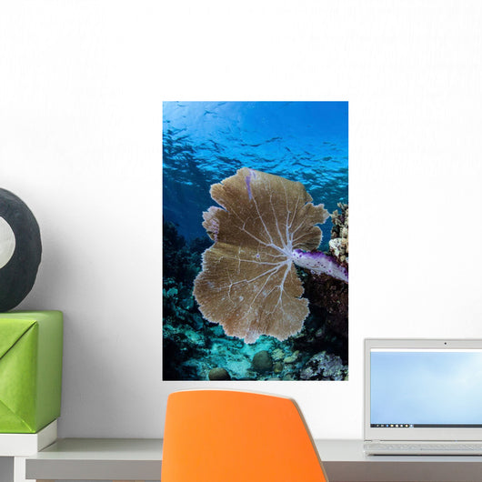 Colorful Set Gorgonians Diverse Wall Decal Design 20
