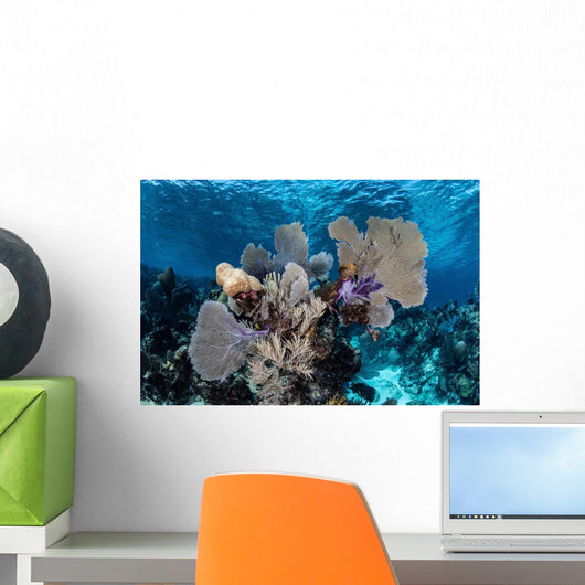 Colorful Set Gorgonians Diverse Wall Decal Design 19