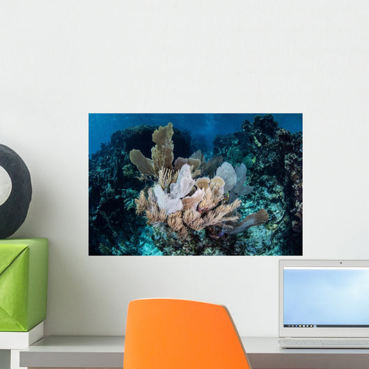 Colorful Set Gorgonians Diverse Wall Decal Design 18