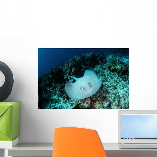 Roughtail Stingray Swims over Wall Decal Design 2