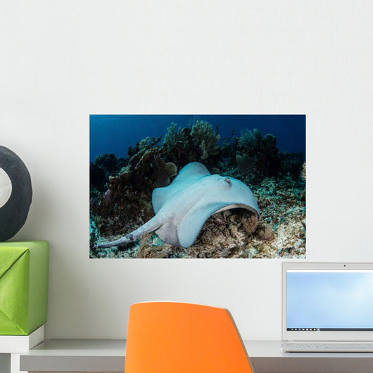 Roughtail Stingray Swims over Wall Decal Design 1
