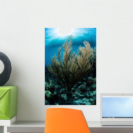 Sunlight Shines down Gorgonian Wall Decal