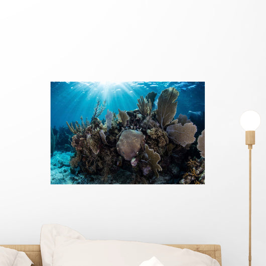 Colorful Set Gorgonians Diverse Wall Decal Design 15
