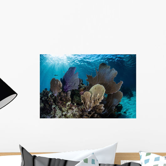 Colorful Set Gorgonians Diverse Wall Decal Design 14
