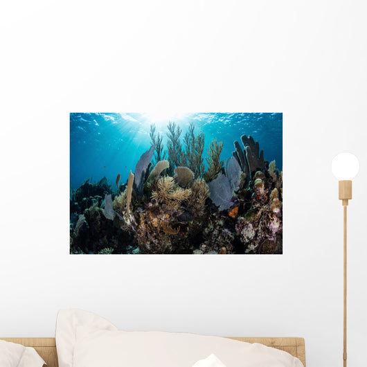 Colorful Set Gorgonians Diverse Wall Decal Design 13