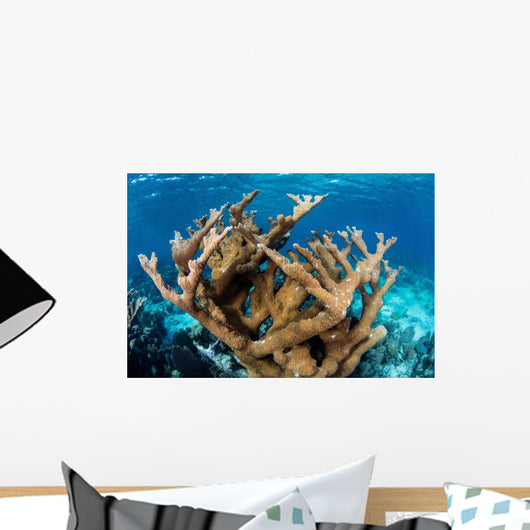 Elkhorn Coral Grows Healthy Wall Decal Design 2