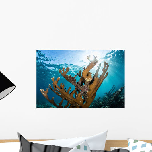 Elkhorn Coral Grows Healthy Wall Decal Design 1