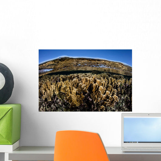 Fire Corals Grow along Wall Decal Design 1