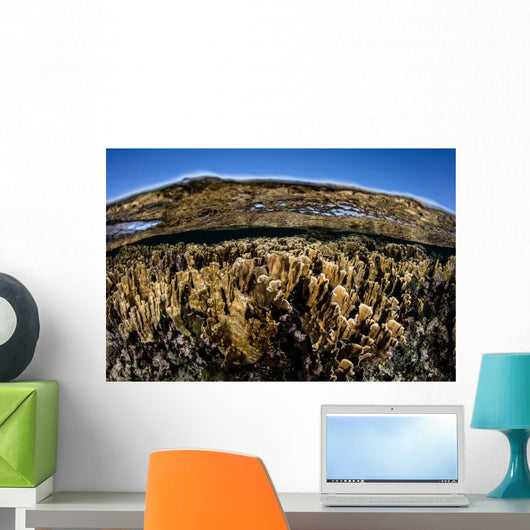 Fire Corals Grow along Wall Decal Design 1