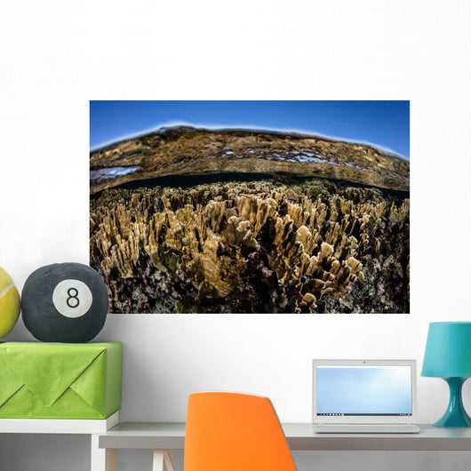 Fire Corals Grow along Wall Decal Design 1