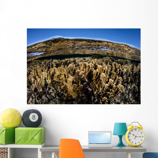 Fire Corals Grow along Wall Decal Design 1