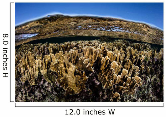 Fire Corals Grow along Wall Decal Design 1