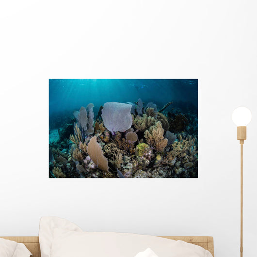 Colorful Set Gorgonians Diverse Wall Decal Design 12