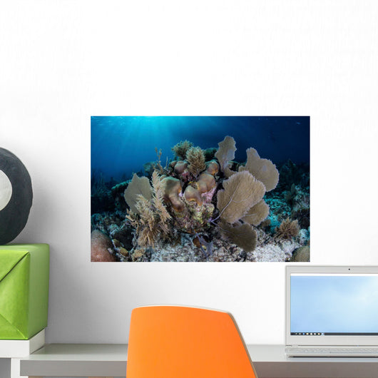 Colorful Set Gorgonians Diverse Wall Decal Design 10