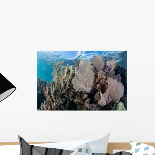 Colorful Set Gorgonians Diverse Wall Decal Design 8
