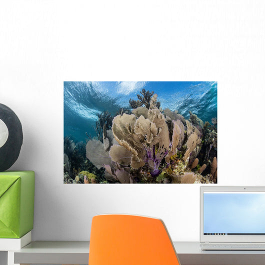 Colorful Set Gorgonians Diverse Wall Decal Design 7