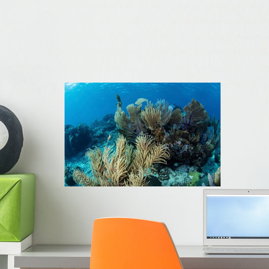 Colorful Set Gorgonians Diverse Wall Decal Design 6