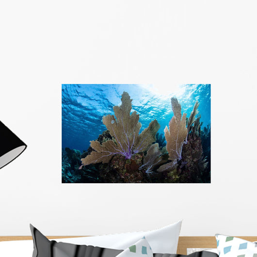 Colorful Set Gorgonians Diverse Wall Decal Design 4