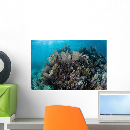 Colorful Set Gorgonians Diverse Wall Decal Design 3