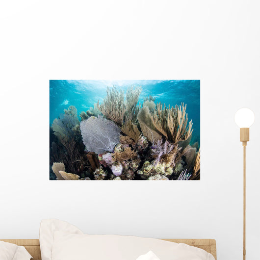 Colorful Set Gorgonians Diverse Wall Decal Design 2