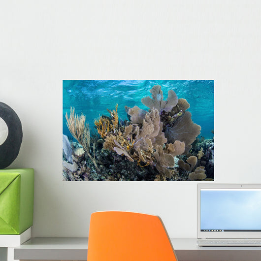 Colorful Set Gorgonians Diverse Wall Decal Design 1