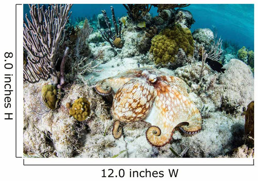 Caribbean Reef Octopus Seafloor Wall Decal Design 2