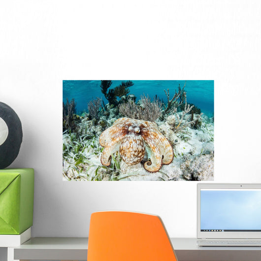Caribbean Reef Octopus Seafloor Wall Decal Design 1