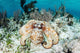 Caribbean Reef Octopus Seafloor Wall Decal Design 1