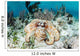 Caribbean Reef Octopus Seafloor Wall Decal Design 1