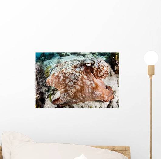 Close-up Caribbean Reef Octopus Wall Decal