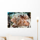 Close-up Caribbean Reef Octopus Wall Decal