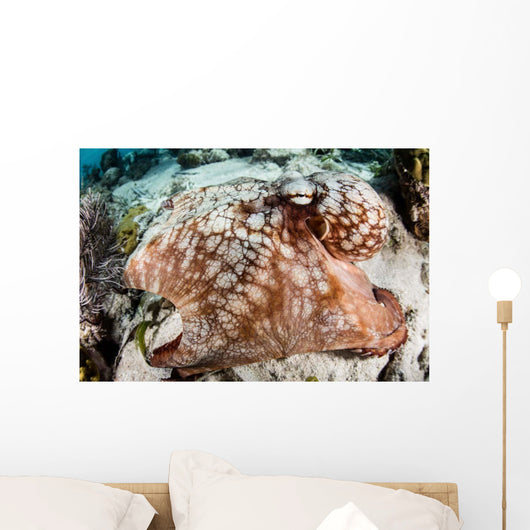 Close-up Caribbean Reef Octopus Wall Decal