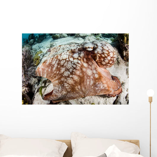 Close-up Caribbean Reef Octopus Wall Decal