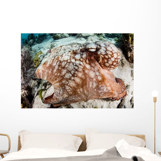 Close-up Caribbean Reef Octopus Wall Decal