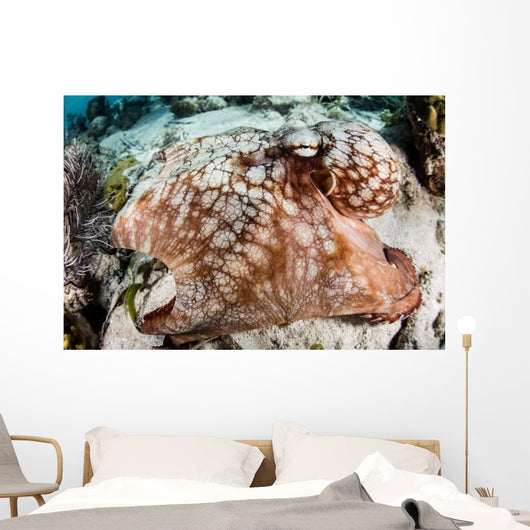 Close-up Caribbean Reef Octopus Wall Decal