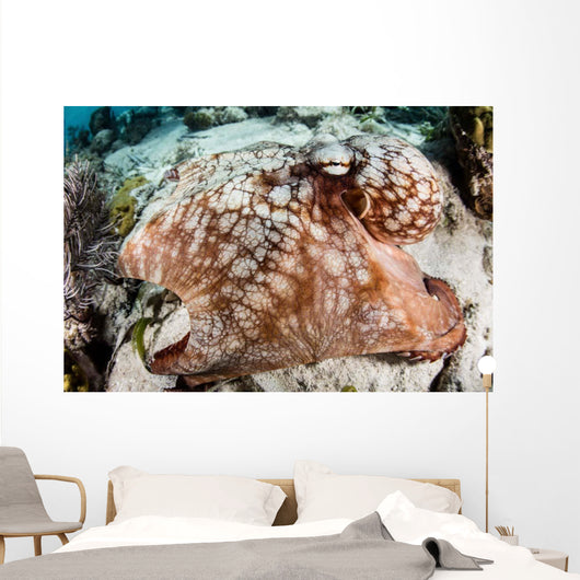 Close-up Caribbean Reef Octopus Wall Decal