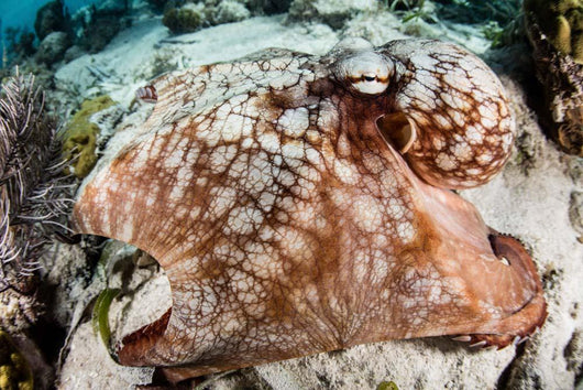 Close-up Caribbean Reef Octopus Wall Decal