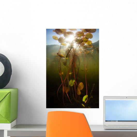 Sunlight Shines down Lily Wall Decal Design 6