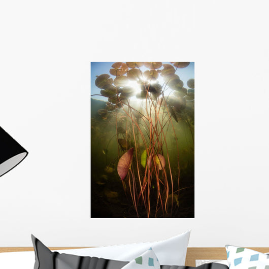Sunlight Shines down Lily Wall Decal Design 5