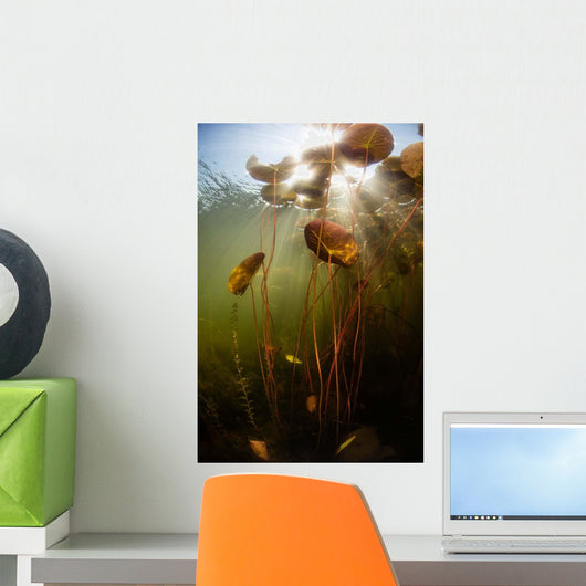 Sunlight Shines down Lily Wall Decal Design 4