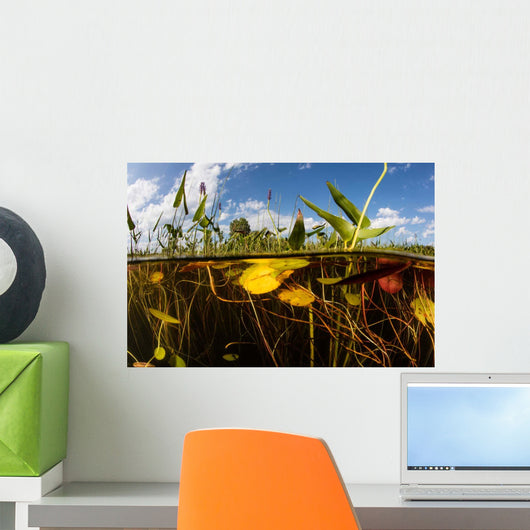 Lily Pads Grow along Wall Decal Design 4