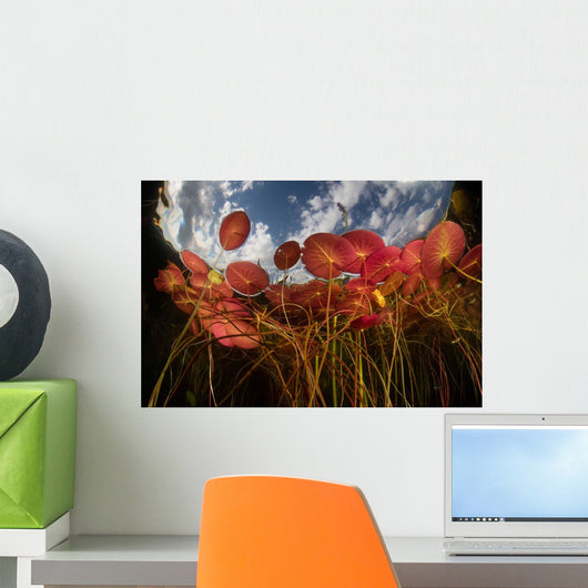 Colorful Lily Pads Grow Wall Decal Design 8