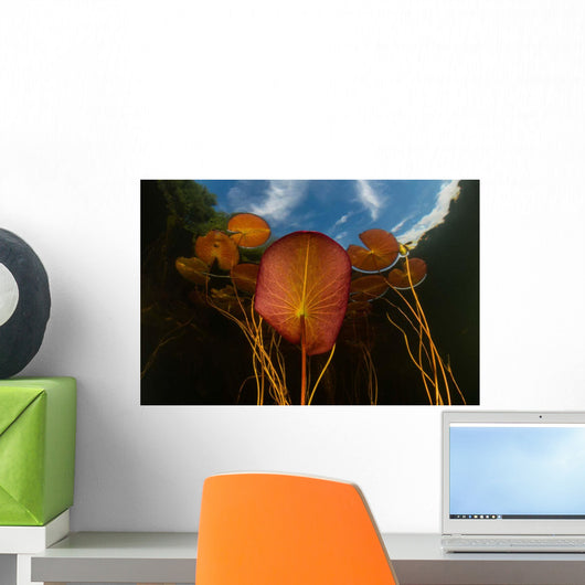 Colorful Lily Pads Grow Wall Decal Design 6